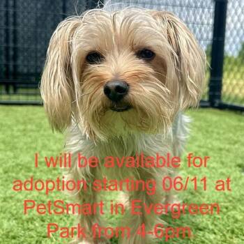 Alfie -  Yorkshire Terrier and Mixed Breed Dog for Adoption in Matteson, Illinois - Alfie | PetCurious