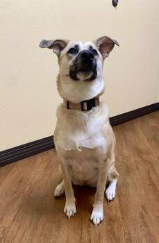 Rescue Black Mouth Cur and German Shepherd Dog Dogs for Adoption in Dallas, Texas - Maddy | PetCurious