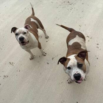 Kate -  American Bulldog Dog Available for Adoption in Lakeland, Florida - Kate | PetCurious