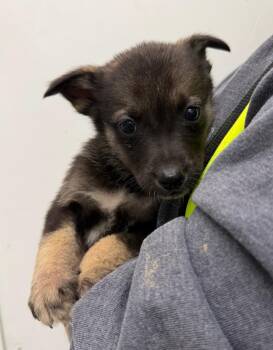 Marmot -  Shepherd and Husky Dog for Adoption in Yellowknife, Northwest Territories - Marmot | PetCurious
