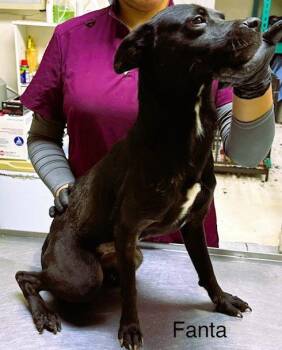 Black Labrador Retriever and Chihuahua Dogs Available for Adoption - Fanta | PetCurious