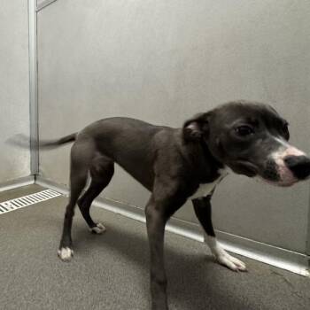 Aire -  Terrier Dog for Adoption in Des Moines, Iowa - Aire | PetCurious