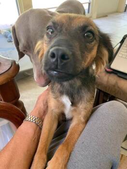 Rescue Australian Shepherd and Mixed Breed Dogs for Adoption in Crossville, Tennessee - CLOVER | PetCurious