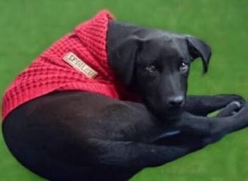 Labrador Retriever Dogs Available for Adoption - Louie | PetCurious