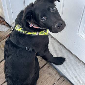 Mixed Breed Dogs Available for Adoption - Boy | PetCurious