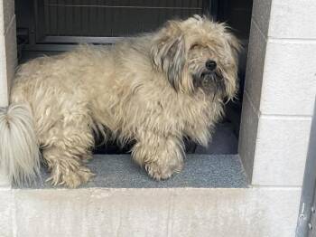 Petit Basset Griffon Vendeen and Mixed Breed Dogs Available for Adoption in Tustin, California - CHOPPER | PetCurious