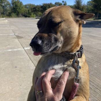 GiGi -  Hound Dog for Adoption in Dallas, Texas - GiGi | PetCurious