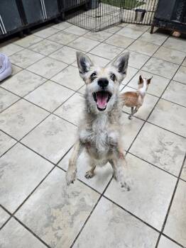 Ricardo -  Terrier Dog Available for Adoption in El Centro, California - Ricardo | PetCurious