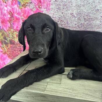 Labrador Retriever and Bloodhound Dogs Available for Adoption in Normal, Illinois - Jesse | PetCurious