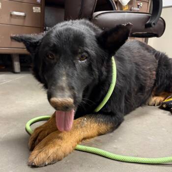 Shepherd Dogs Available for Adoption in Yuma, Arizona - Tupac | PetCurious