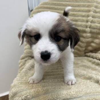 Daruma Doll -  Terrier and Chihuahua Dog for Adoption in Kanab, Utah - Daruma Doll | PetCurious