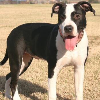 Arty -  Pit Bull Terrier Dog for Adoption in Krum, Texas - Arty | PetCurious
