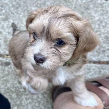 KEY LIME PIE -  Terrier and Mixed Breed Dog for Adoption in Richmond, California - KEY LIME PIE | PetCurious