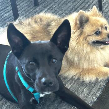 Mixed Breed Dogs Available for Adoption in San Francisco, California - Childish Gambino | PetCurious