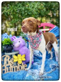 Rat Terrier Dogs Available for Adoption in Sebring, Florida - Ember | PetCurious