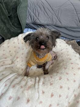 Bella -  Miniature Poodle Dog for Adoption in Laguna Beach, California - Bella | PetCurious
