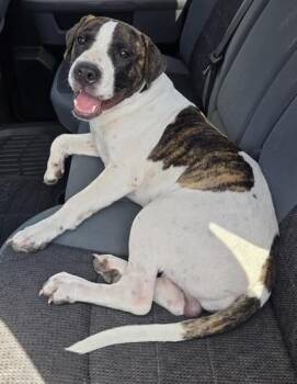 ALEKSANDER -  American Staffordshire Terrier Dog for Adoption in San Antonio, Texas - ALEKSANDER | PetCurious