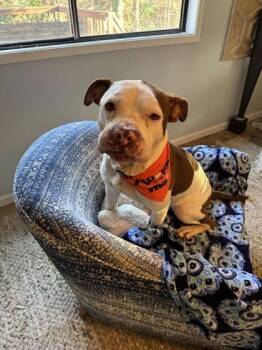 Spot - IN FOSTER -  Mixed Breed Dog Available for Adoption in Chamblee, Georgia - Spot - IN FOSTER | PetCurious