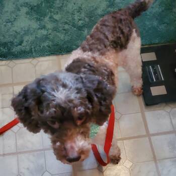 Poodle Dogs Available for Adoption - KayCee | PetCurious