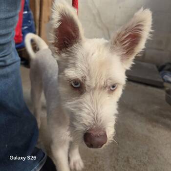 Lily -  Mixed Breed Dog for Adoption in Leander, Texas - Lily | PetCurious