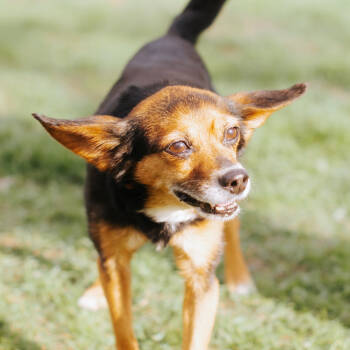 Rescue Chihuahua Dogs for Adoption in Northbrook, Illinois - Pixie Dust | PetCurious