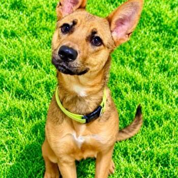Georgie -  Shepherd Dog for Adoption in Battle Creek, Michigan - Georgie | PetCurious