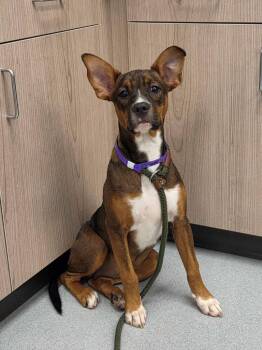 Gadget Hackwrench -  Pit Bull Terrier and Mixed Breed Dog for Adoption in Chillicothe, Ohio - Gadget Hackwrench | PetCurious
