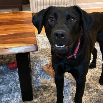 Labrador Retriever Dogs Available for Adoption - Agatha | PetCurious