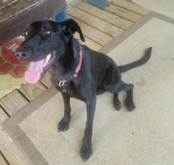 Voodoo -  Labrador Retriever and Great Dane Dog for Adoption in Shawnee, Oklahoma - Voodoo | PetCurious