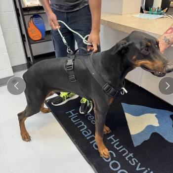 Prince -  Doberman Pinscher Dog for Adoption in Huntsville, Alabama - Prince | PetCurious