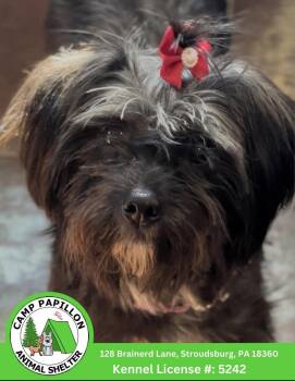 Genesis -  Shih Tzu and Maltese Dog for Adoption in Stroudsburg, Pennsylvania - Genesis | PetCurious