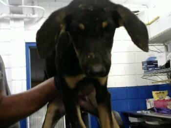POR QUE -  Doberman Pinscher and Mixed Breed Dog for Adoption in Albuquerque, New Mexico - POR QUE | PetCurious