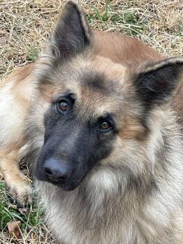 German Shepherd Dog and Belgian Shepherd Malinois Dogs Available for Adoption - Bear | PetCurious