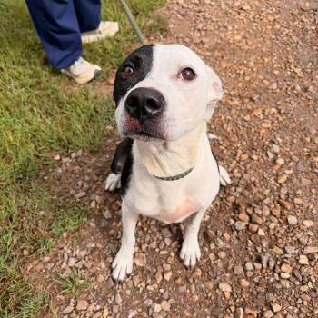 Serenity -  American Staffordshire Terrier and Mixed Breed Dog for Adoption in Franklin, North Carolina - Serenity | PetCurious