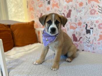 Husky Dogs Available for Adoption - Missy Muffin Buttercup | PetCurious