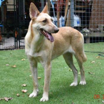 German Shepherd Dog and Belgian Shepherd Malinois Dogs Available for Adoption in Magnolia, Texas - Blondie | PetCurious