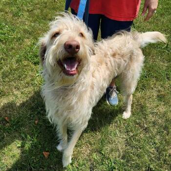 Topaz -  Labradoodle Dog for Adoption in Elyria, Ohio - Topaz | PetCurious