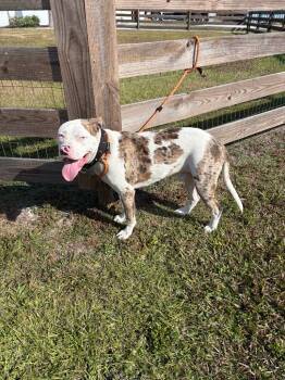 Rescue American Bulldog Dogs for Adoption in Wauchula, Florida - Blue Eyes | PetCurious