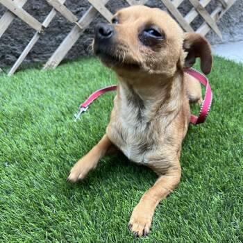 Chihuahua and Mixed Breed Dogs Available for Adoption in Rochester, Minnesota - Elliot | PetCurious