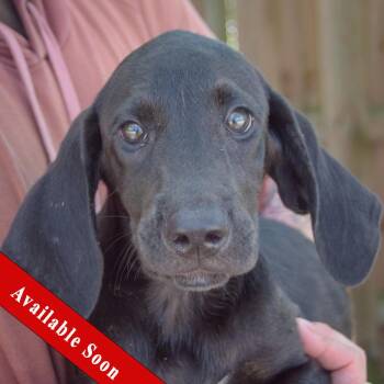 Cosmos -  Black Labrador Retriever and Coonhound Dog for Adoption in Huntley, Illinois - Cosmos | PetCurious