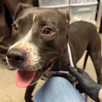 Eva -  Pit Bull Terrier and Mixed Breed Dog for Adoption in Yuma, Arizona - Eva | PetCurious