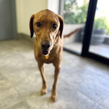 Hazelnut -  Brittany Spaniel and Labrador Retriever Dog for Adoption in Seguin, Texas - Hazelnut | PetCurious