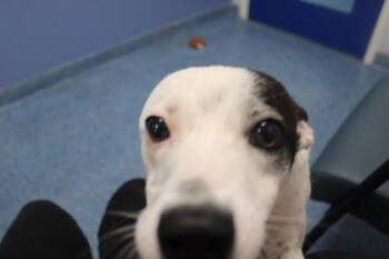 Solo -  Terrier and Mixed Breed Dog for Adoption in Kenansville, North Carolina - Solo | PetCurious