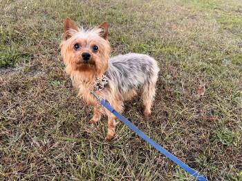 Amelia -  Yorkshire Terrier Dog for Adoption in Egg Harbor City, New Jersey - Amelia | PetCurious
