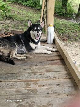 Husky and Siberian Husky Dogs Available for Adoption - Dixie Love | PetCurious