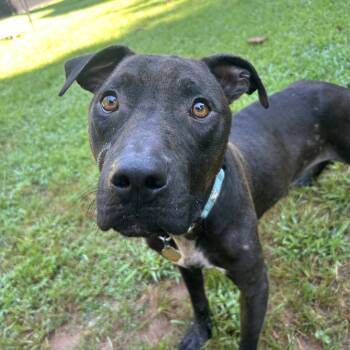 Rescue Mixed Breed Dogs for Adoption in Auburn, Alabama - Dipper | PetCurious