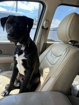 Terrier Dogs Available for Adoption in Candler, North Carolina - Winston | PetCurious