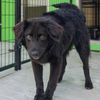 Retriever and Mixed Breed Dogs Available for Adoption in Bradenton, Florida - Lyra | PetCurious