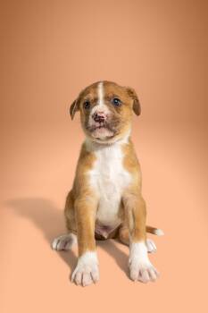 Boxer and Labrador Retriever Dogs Available for Adoption in Simsbury, Connecticut - Bro Joe | PetCurious