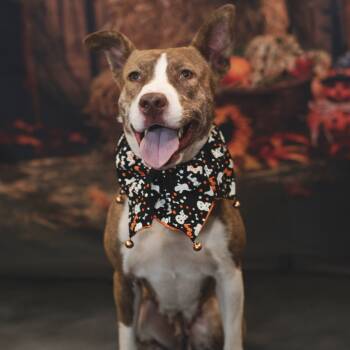 Rescue Pit Bull Terrier and Husky Dogs for Adoption in Port Richey, Florida - Sasha | PetCurious